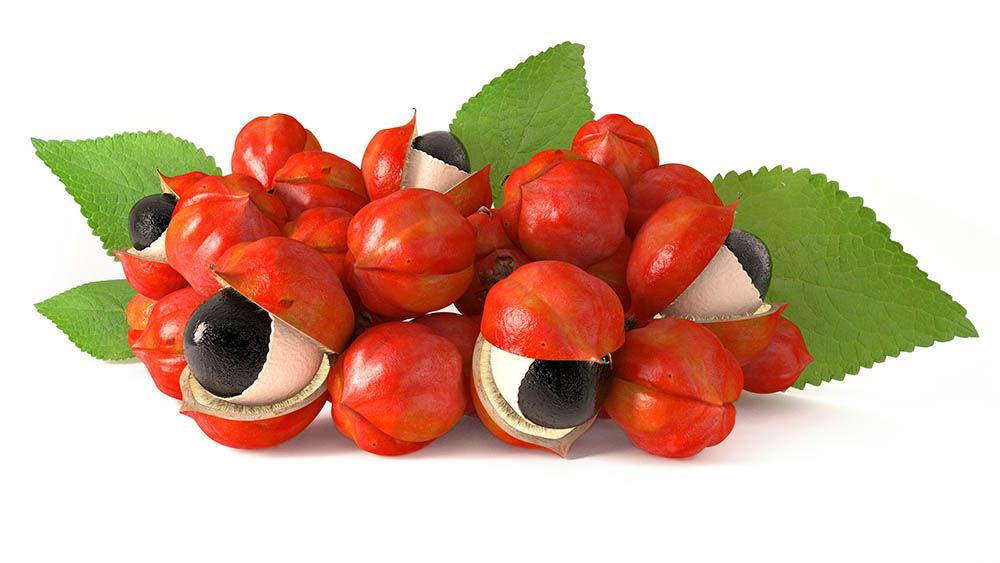 Guarana Paullinia cupana benefits characteristics of herb